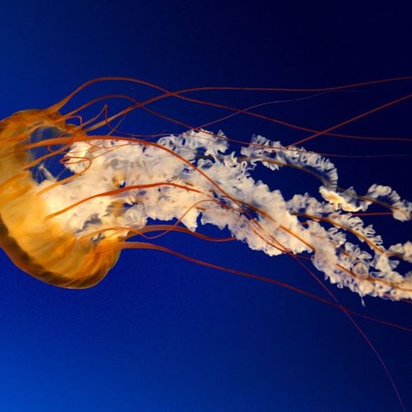 Meet your Posher, Dee - Picture 1 of 1